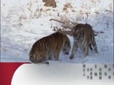 动物世界 《动物世界》 20170427 圈养狮子放归记（一）