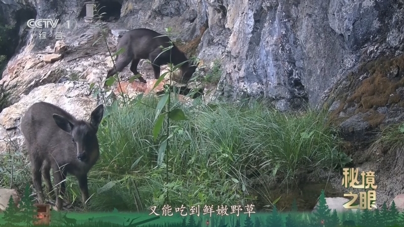 《秘境之眼》 中华斑羚 20260115