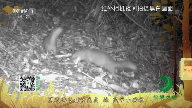 秘境之眼 《秘境之眼》 鼬獾 20220412