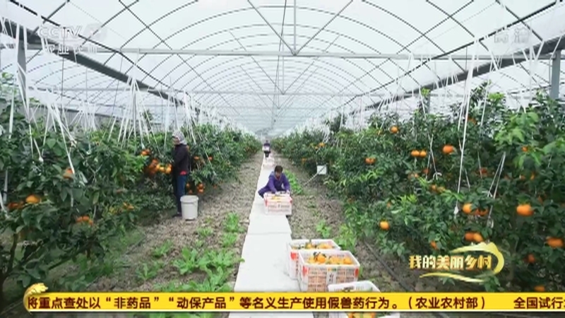 《我的美丽乡村》 20210131 红美人之约