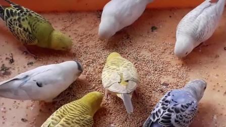 单身不要进来 会受到一万点暴击 澳洲长尾鹦鹉