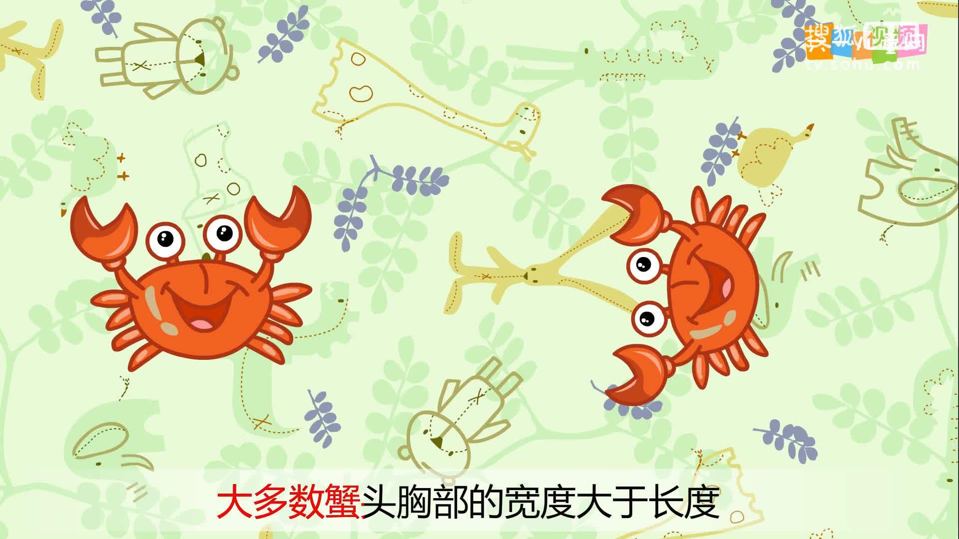 嘟拉十万个为什么 为什么螃蟹要横着走？
