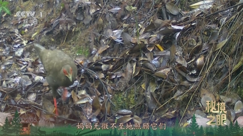 秘境之眼 《秘境之眼》 白鹇 20250117