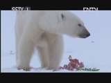 人与自然 《人与自然》 20130228 自然故事 北极熊的夏天——母与子