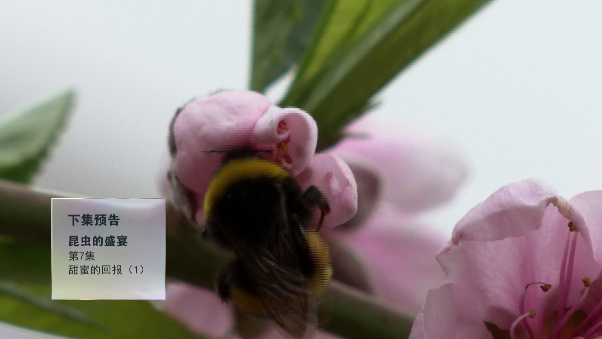 昆虫的盛宴 第6集
