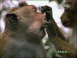 人与自然 人与自然 2010年 第4期 2010-12-06