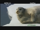 人与自然 《人与自然》 20130301 自然故事 北极熊的夏天——熊与冰
