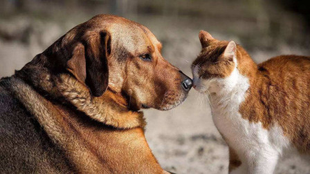 农村俗语“一家不上七口，猫狗不能养全”，其中的道理你知道吗？