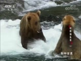 动物世界 《动物世界》 20180516 棕熊捕鱼季（上）