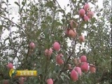 生财有道 《生财有道》 20161101 咱们家乡有特产（秋收系列）——走进山西吉县