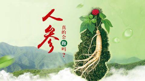 本草说 人参真的会“跑”吗？