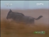人与自然 《人与自然》 20130116 自然故事 飞越彩虹-勇士归来