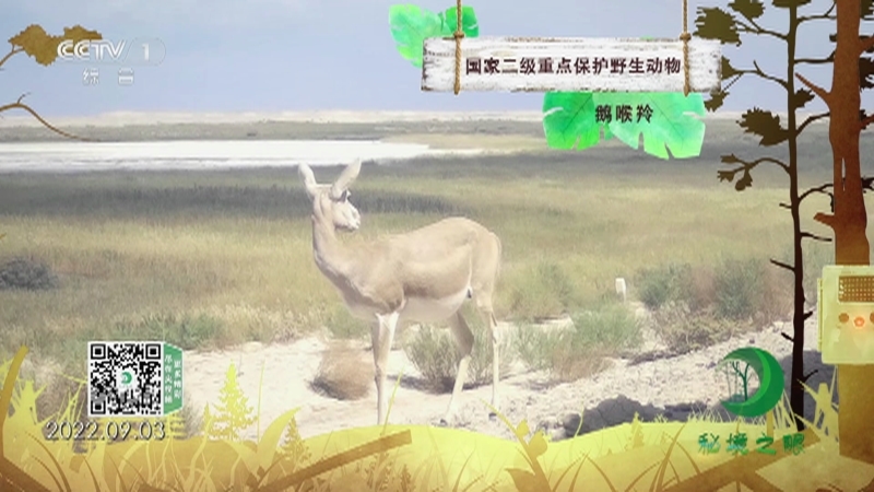 秘境之眼 《秘境之眼》 鹅喉羚 20230326