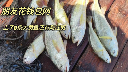 南澳岛赶海日记 朋友花4000元包一整船渔网，捕获有8条黄花鱼，这样就赚到了