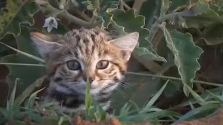这种小萌猫, 捕猎比猎豹还厉害?