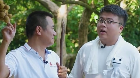 探索高州农业 品尝甜美龙眼