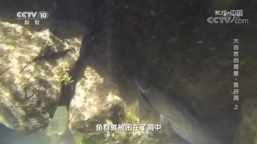 地理中国 《地理·中国》 20200217 大自然的奇景·鱼谷洞 上