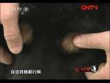 生财有道 《生财有道》 20110812 藏獒带来的千万财富