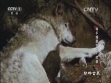 动物世界 《动物世界》 20160907 猎手捕猎学院·灰狼