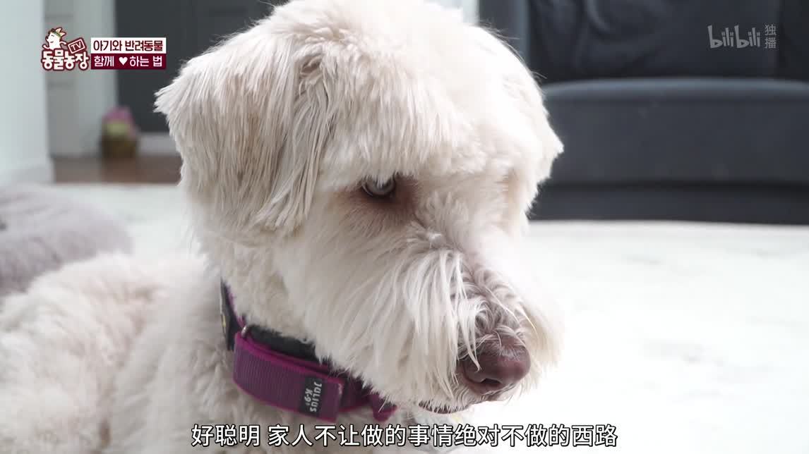 拥有神奇技能的宠物