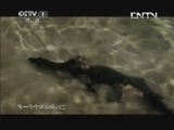魅力纪录（CCTV-1综合频道） 《魅力纪录》 20130827 生命的奇迹 第二集 什么是生命