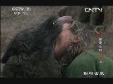 动物世界 《动物世界》 20130623 爱要及时（四）