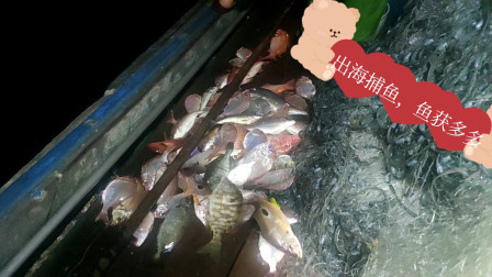 南澳岛赶海日记 放网捕鱼的一些小知识，彪哥教你一些实用方式，这样渔获会更多