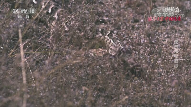 自然传奇 《自然传奇》 20201106 蛇的神秘面纱