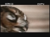 动物世界 《动物世界》 20120422