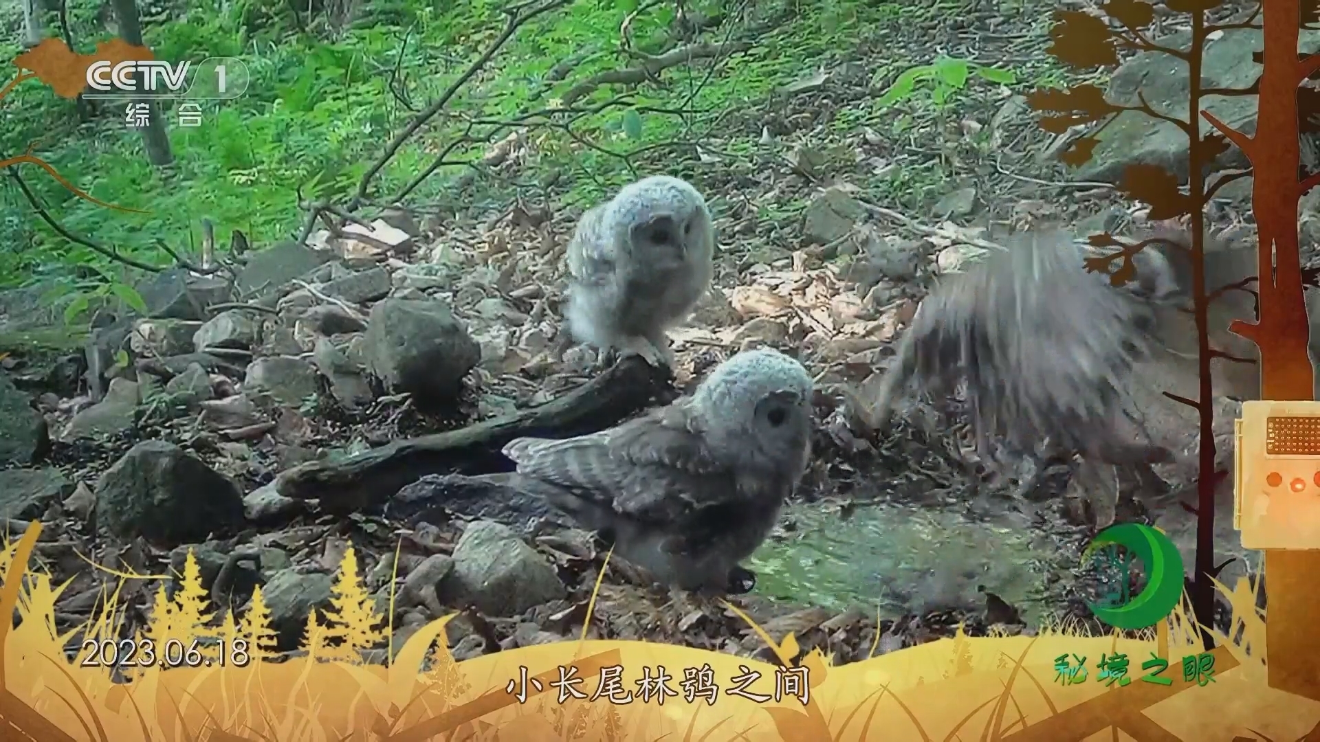 秘境之眼 《秘境之眼》 长尾林鸮 20231128
