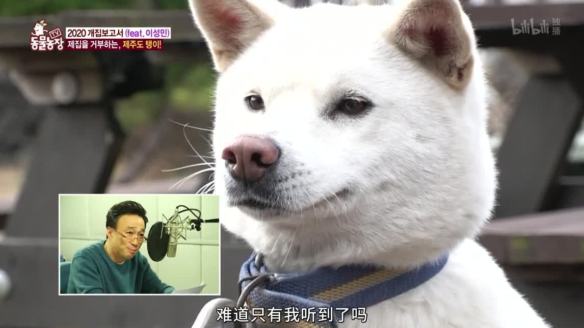 动物农场2020 喵星人们的攻城战