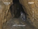 地理中国 《地理中国》 20150708 水下谜团·神秘“龙鱼”