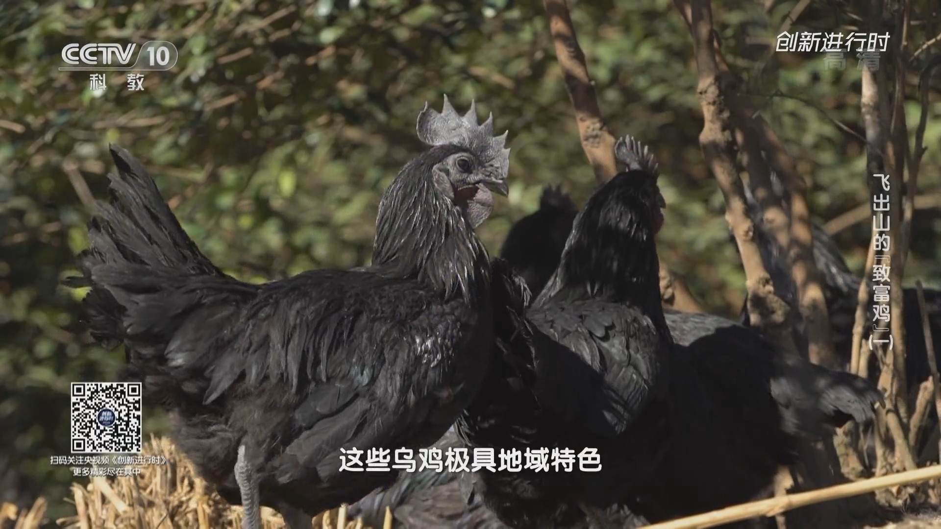 《创新进行时》 20211108 飞出山的“致富鸡”（一）