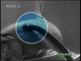 人与自然 人与自然 2010年 第188期
