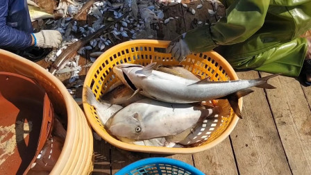 南澳岛赶海日记 小伙实拍大船拖网捕鱼，收获满满这种特别大鲳鱼，一条卖好几百元