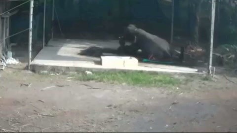 网罗天下 帮大象洗澡被一屁股坐死