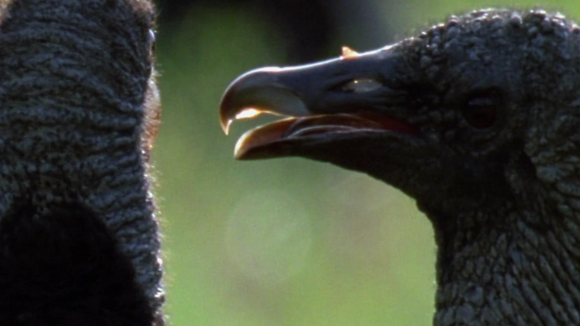 奇形怪物第一季 第2集