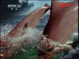 人与自然 《人与自然》 20111013 自然故事——野狼之谷（下）