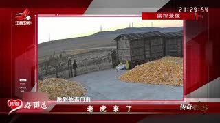 传奇故事_20251202_老虎来了