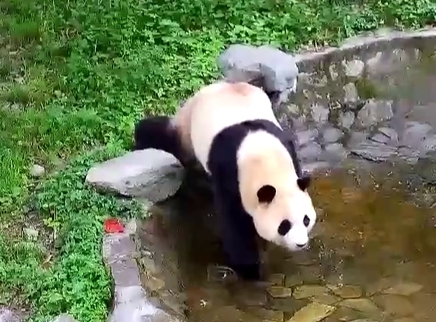 胖达直播间 一大早就在巡场的福公主