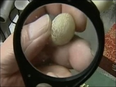 经典传奇 稀世珍宝夜明珠奇遇记