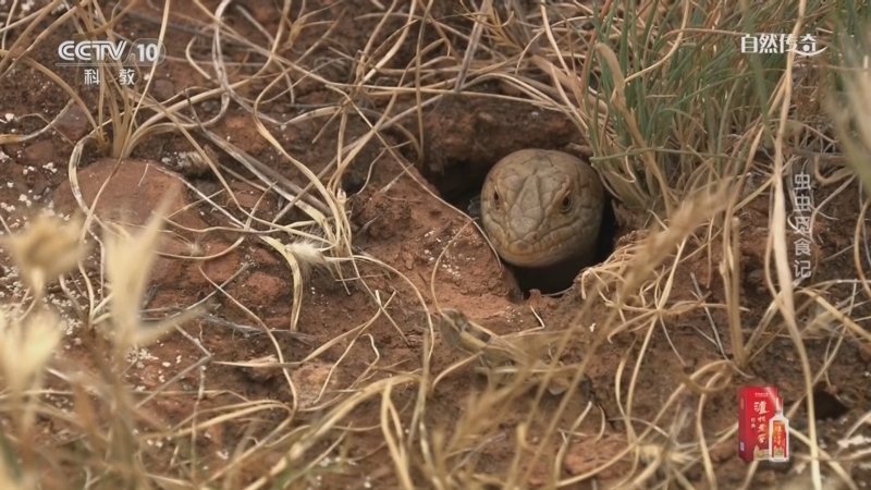《自然传奇》 20251225 虫虫觅食记