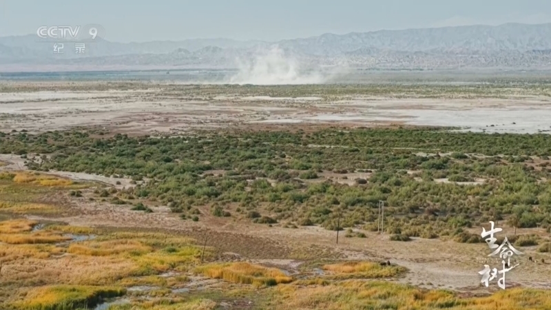 《生命树》 第8集 根系未来