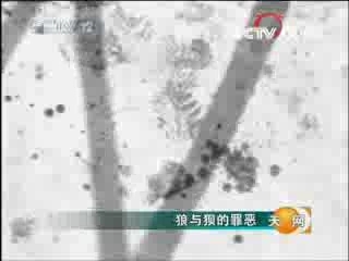 天网 狼与狈的罪恶
