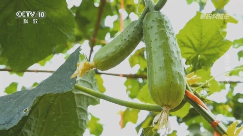 《解码科技史》 20251209 解密餐桌常客