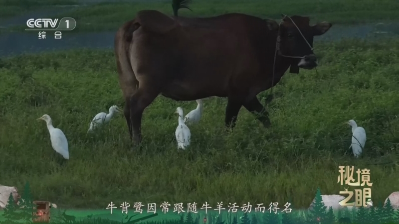 秘境之眼 《秘境之眼》 牛背鹭 20260802