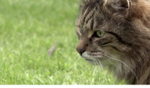 Horizon The Secret Life Of The Cat