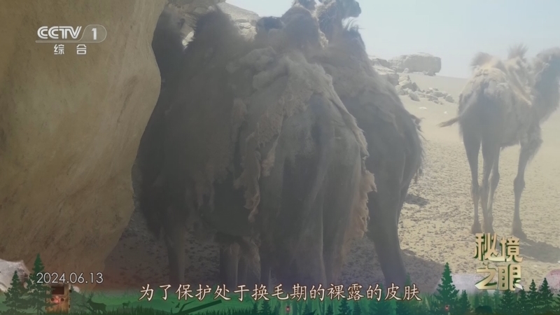 秘境之眼 《秘境之眼》 野骆驼 20250106