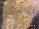 动物世界 《动物世界》 20171008 遨游海底两万里