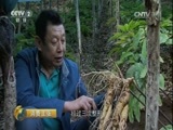 消费主张 《消费主张》 20160929 秋冬养生药材调查——人参